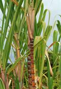 Sugarcane